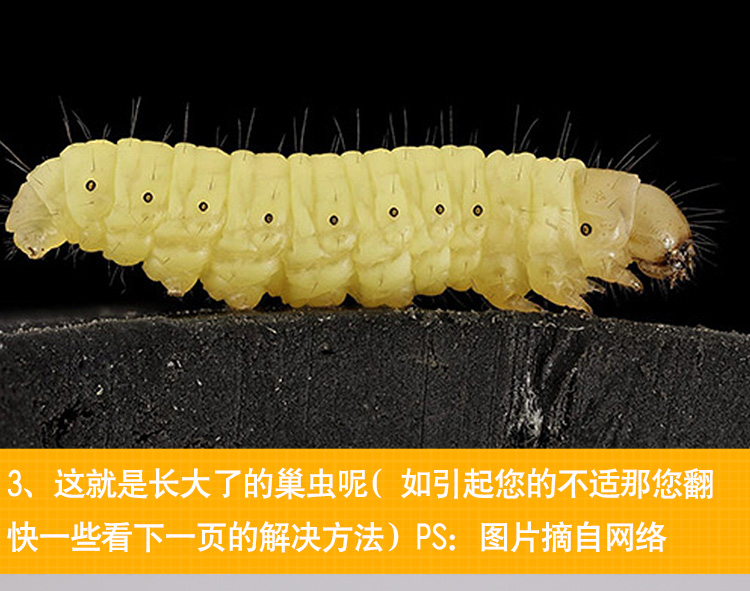 虫巢主机