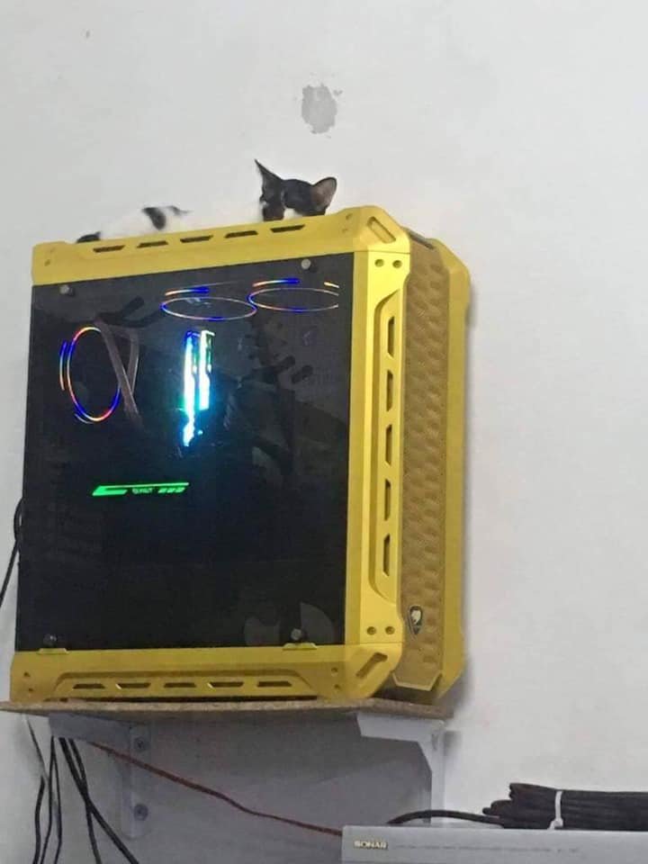 主机突然挂了