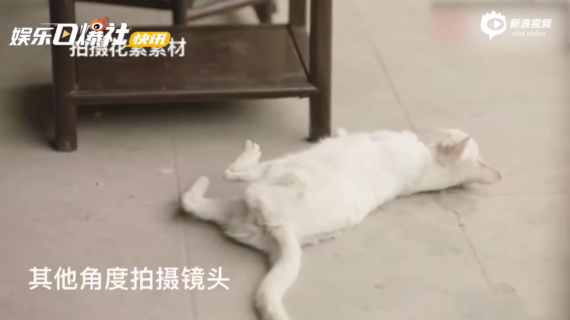 李奇华的猫主机般的