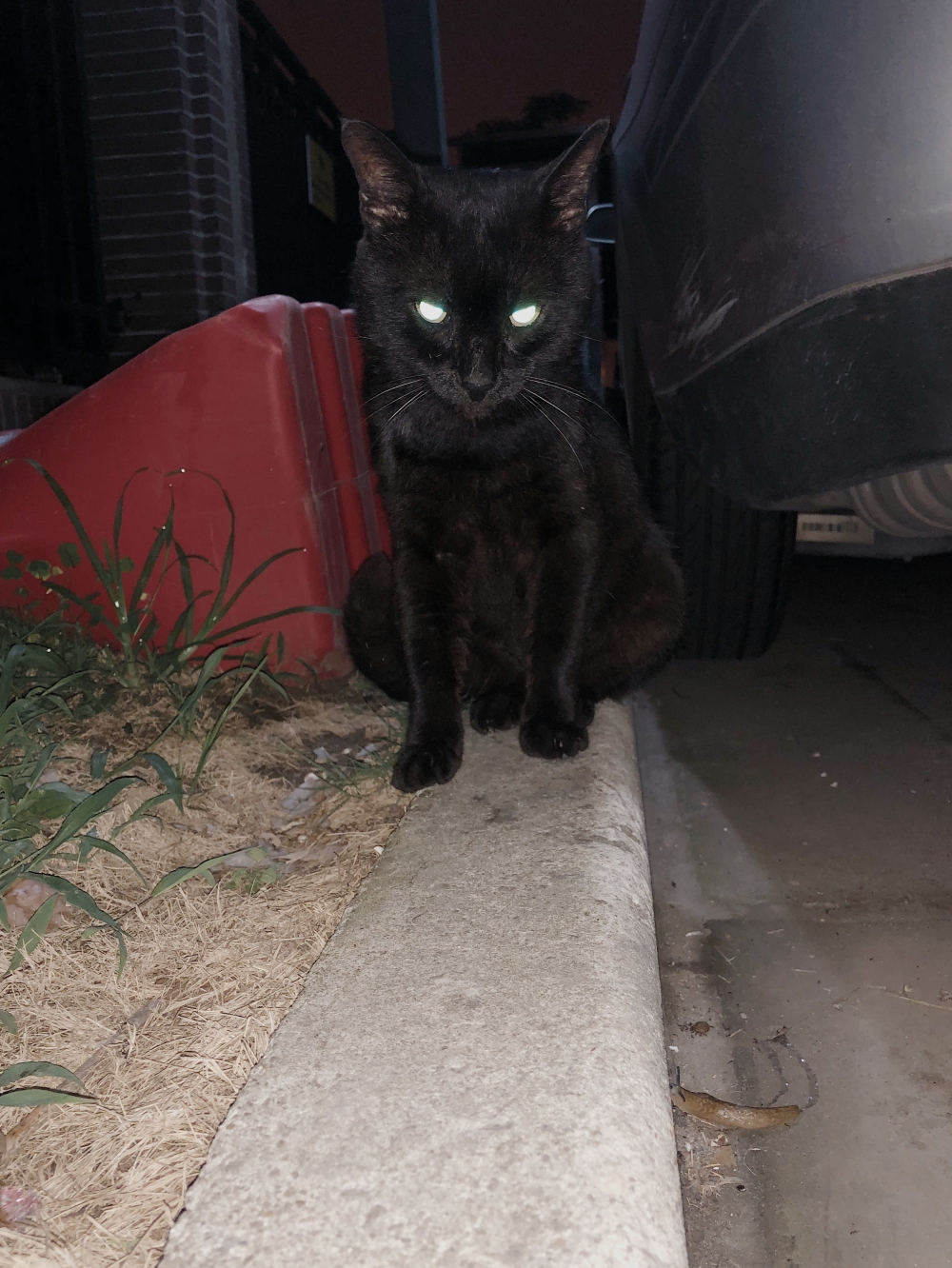 黑猫互联主机